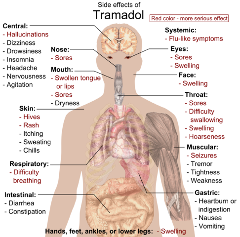 Mulige bivirkninger ved bruk av tramadol - Foto Wikimedia